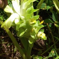 Curcuma longa L.